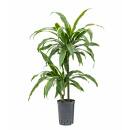 Dracaena der. Arturo  Ø 15/19 (45/15, 80 - 100)