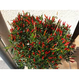 Mini-Chili, Bonsai-Chili - Capsicum annuum im Ø 6 cm Topf