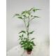 Mini-Chili, Bonsai-Chili - Capsicum annuum im Ø 6 cm Topf