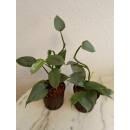 Philodendron hastatum Silver Queen Ø 13/12 ( 30-40 cm )