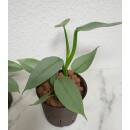 Philodendron hastatum Silver Queen Ø 13/12 ( 30-40 cm )