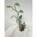 Philodendron hastatum Silver Queen  &Oslash; 13/12 ( 50-60 cm)