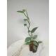 Philodendron hastatum Silver Queen  Ø 13/12 ( 50-60 cm)