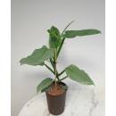 Philodendron hastatum Silver Queen  &Oslash; 15/19 ( 50-60 cm )