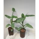 Philodendron hastatum Silver Queen  Ø 15/19 ( 50-60 cm )