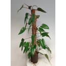 Philodendron Red Emerald  Ø 18/19  - (Ko-Stab 100 cm 100-120 )