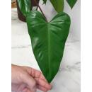 Philodendron Red Emerald  Ø 18/19  - (Ko-Stab 100 cm 100-120 )