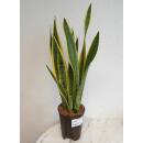 Sansevieria trifasciata Laurentii   Ø 15/19 - 60-80 cm