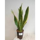 Sansevieria trifasciata Laurentii   Ø 15/19 -...