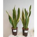 Sansevieria trifasciata Laurentii   Ø 15/19 - 60-80 cm