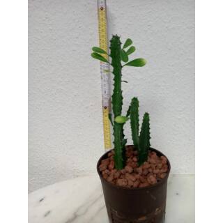 Euphorbia trigona - Dreikantige Wolfsmilch  Ø 13/12 - Nr.101