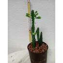 Euphorbia trigona - Dreikantige Wolfsmilch  Ø...