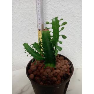 Euphorbia trigona - Dreikantige Wolfsmilch  Ø 13/12 - Nr.103