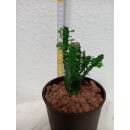 Euphorbia trigona - Dreikantige Wolfsmilch  Ø...