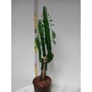 Euphorbia trigona - Dreikantige Wolfsmilch  Ø 13/12 - Nr.106