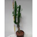 Euphorbia trigona - Dreikantige Wolfsmilch  Ø...