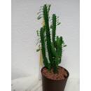 Euphorbia trigona - Dreikantige Wolfsmilch  Ø...