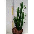 Euphorbia trigona - Dreikantige Wolfsmilch  Ø...