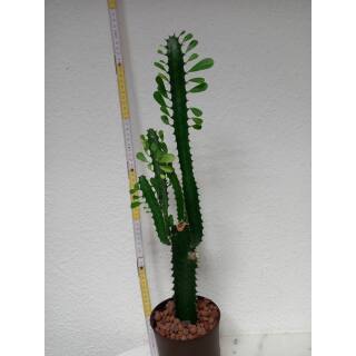 Euphorbia trigona - Dreikantige Wolfsmilch  Ø 13/12 - Nr.108