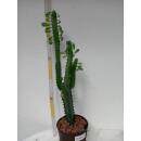 Euphorbia trigona - Dreikantige Wolfsmilch  Ø...