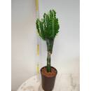 Euphorbia trigona - Dreikantige Wolfsmilch  Ø...