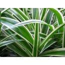 Chlorophytum comosum  Ø 15/19