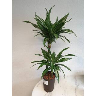 Dracaena der. Ulyssus 45/15 - Ø 15/19, ( 80 - 100)