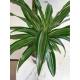 Dracaena der. Ulyssus 45/15 - Ø 15/19, ( 80 - 100)