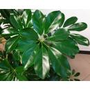 Schefflera arboricola  Ø 15/19  ( 2-Tuff 100 - 120) - Strahlenaralie
