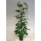Schefflera arboricola  Ø 15/19  ( 2-Tuff 100 - 120) - Strahlenaralie
