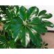Schefflera arboricola  Ø 15/19  ( 2-Tuff 100 - 120) - Strahlenaralie