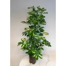 Schefflera arboricola Gold Capella  Ø 15/19  ( 2-Tuff 100 - 120) - Strahlenaralie