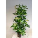 Schefflera arboricola Gold Capella  Ø 15/19  ( 2-Tuff 100 - 120) - Strahlenaralie