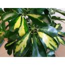 Schefflera arboricola Gold Capella  Ø 15/19  ( 2-Tuff 100 - 120) - Strahlenaralie
