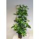 Schefflera arboricola Gold Capella  Ø 15/19  ( 2-Tuff 100 - 120) - Strahlenaralie