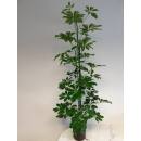 Schefflera arboricola  Ø 15/19  ( 2-Tuff 120 - 140) - Strahlenaralie