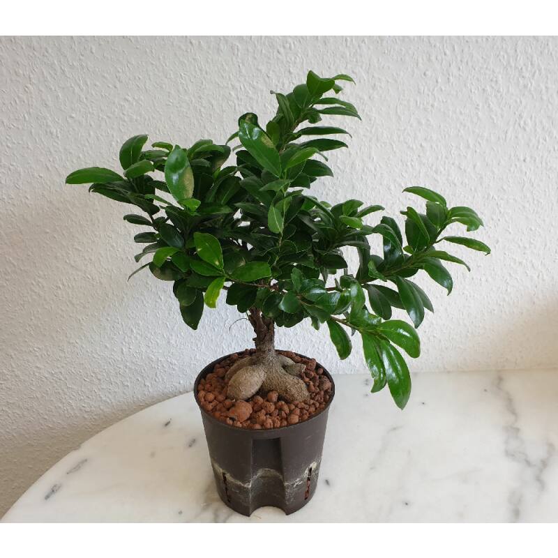 EVRGREEN Zimmerpflanze Ficus Ginseng in Hydrokultur mit weißem Topf als Set Ginseng Bonsai Ficus microcarpa 'Bonsai'