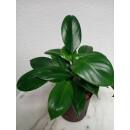xxxxx Philodendron Green Princess  Ø 13/12  ( 40-50 )