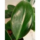 xxxxx Philodendron Green Princess  Ø 13/12  ( 40-50 )