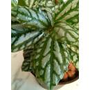 Anthurium Clarinervium - Schmuckblatt-Anthurie  Ø 11/09
