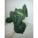 Anthurium Clarinervium - Schmuckblatt-Anthurie  Ø 11/09  ( 10-20 )