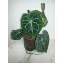 Anthurium Clarinervium - Schmuckblatt-Anthurie  Ø 11/09  ( 10-20 )