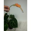 Anthurium Clarinervium - Schmuckblatt-Anthurie  Ø 11/09  ( 10-20 )