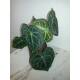 Anthurium Clarinervium - Schmuckblatt-Anthurie  Ø 11/09  ( 10-20 )