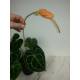 Anthurium Clarinervium - Schmuckblatt-Anthurie  Ø 11/09  ( 10-20 )