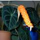 Anthurium Clarinervium - Schmuckblatt-Anthurie  Ø 11/09  ( 10-20 )