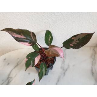 Philodendron Pink Princess  Ø 13/12  ( 25-35 )