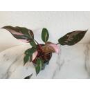 Philodendron Pink Princess  &Oslash; 13/12  ( 25-35 )