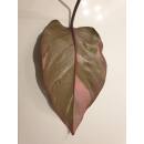 Philodendron Pink Princess  Ø 13/12  ( 25-35 )