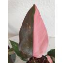 Philodendron Pink Princess  Ø 13/12  ( 25-35 )